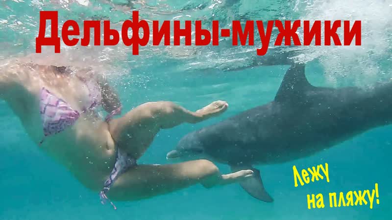 Дельфины мужики