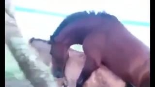 Gay horses