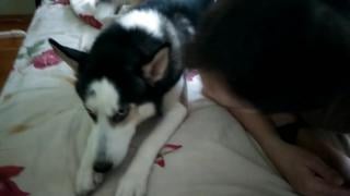Хаски против поцелуев!