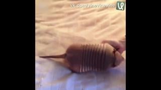 Милаха броненосец