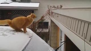 Котэ