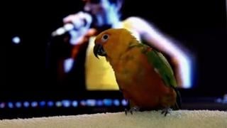 Самец пришёл взорвать танцпол и был уверен что фредди ему поможет