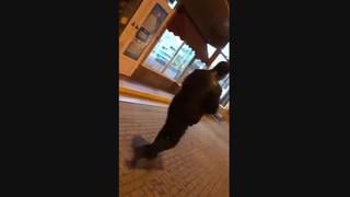 Борзые матерящиеся молодые с рваными деньгами, борзый и упоротый джигит все плохо жги, господь!