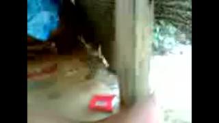 Gilir Gwe Di Gubuk Tengah Utam