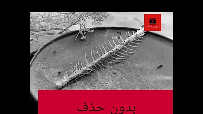 فيلم زوجتي و الكلب الممنوع من العرض كامل وبدون حذف