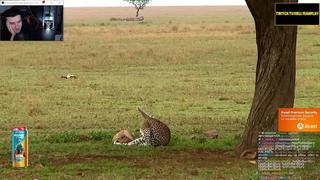 [реакции hellyeahplay] hellyeahplay смотрит правдивые факты о кошках