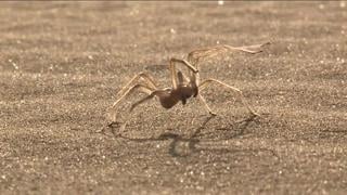 [scinews] cebrennus rechenbergi the flic flac spider