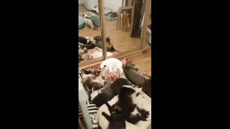 Та самая кошатница, которая в 40 или после сорока осталась жить с кошками