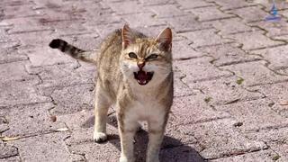 [piece of pets] топ 10 мяуканье кошек которые бесят вашего кота или собаку прикол над своим котом!