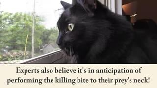 [cole and marmalade] 7 sounds cats make and what they mean