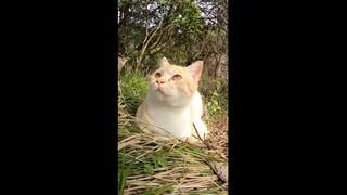 [感動猫動画] 茶トラ猫ちゃん ginger tabby #shorts
