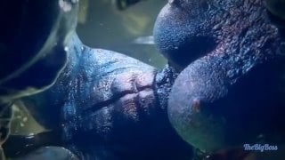 Rule 34 3d alien alien (franchise) alien penis alien vs predator aliens animated (9)