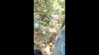Dihutan Mp4