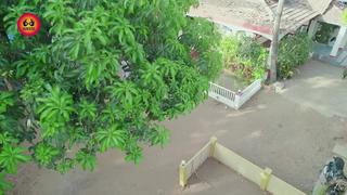 Vaidh Hindi Adult Video