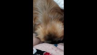 Видео от я люблю сосать член мужа (сливаем)