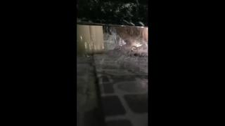 Butun mushukni yaladi Sabzavotlarni mushukka tiqilgan yaqindan surat.