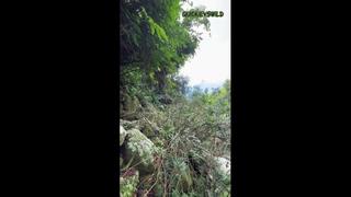 Видео от คลิปหลุด ทางบ้าน by โอ้นวลน้อง v 1 [ลงคลิป ib]