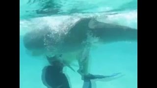 Дельфин хотел трахнуть тёлку