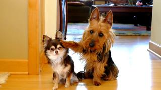 Волосатый псин сдал кореша за сраньё на кухне