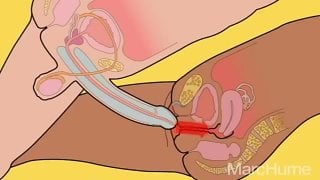 Как работает секс пособие для девственников