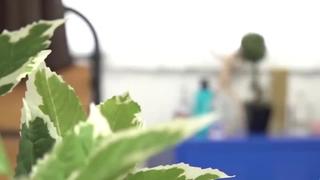 [mond 199] жена младшего брата, которую старший брат трахнул