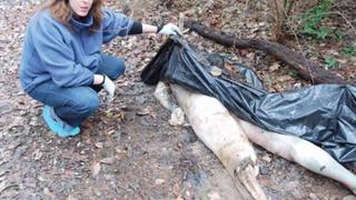 Ферма мертвых (реальная история) the молодые body farm интересные факты