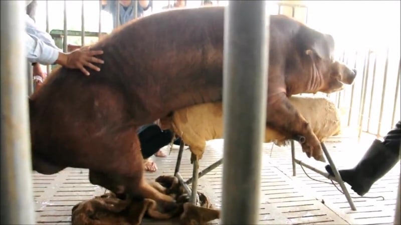 Семяизвержение хряка при помощи девушки на свиноферме 18 (огого видео)