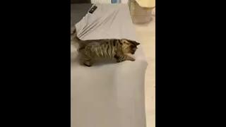 Котейка это первый помощник в запрае постели