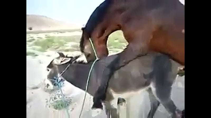 Horse installing ios7 in donky with data cable