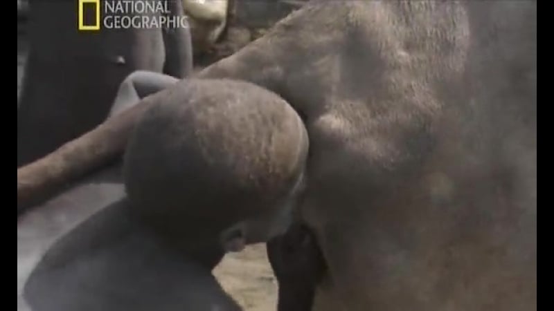 Секс с коровой африканские мальчики добывают молоко