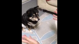 Жестокое обращение с молодые © видеожесть