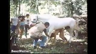 Horses porn videos - BEST XXX TUBE