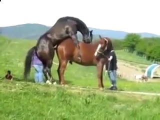 Конь porn video – Конь трахает лошадь 1