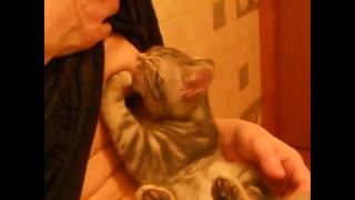 Котёнок сосёт грудь , а хозяйка ловит кайф !