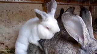 Секс кроликов (случка кроликов, спаривание) sex rabbits (rabbit mating)