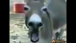 Horse gay fucks a donkey gay))) 