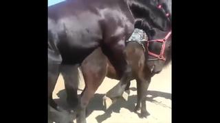 Amazing big horse mating compilation horse breeding ! mp4