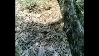 ม four เย็ดกันในป่าหลังโรงเรี