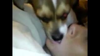 Dog french kiss